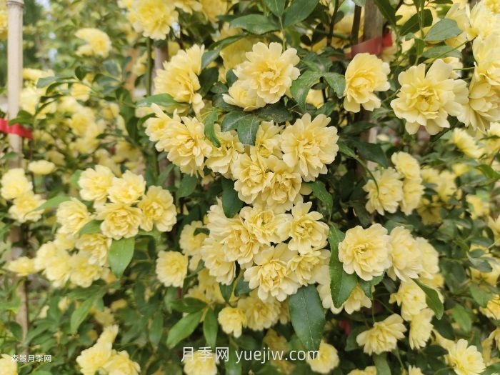 黃木香多久可以開(kāi)花？黃木香怎樣才能多開(kāi)花呢？(圖2)