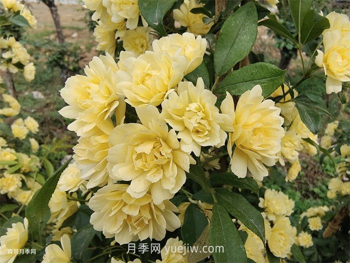 黃木香多久可以開(kāi)花？黃木香怎樣才能多開(kāi)花呢？(圖1)