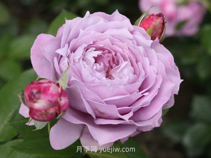 紫色月季花有哪些品種？(圖4)