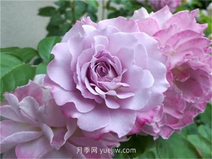 紫色月季花有哪些品種？(圖6)