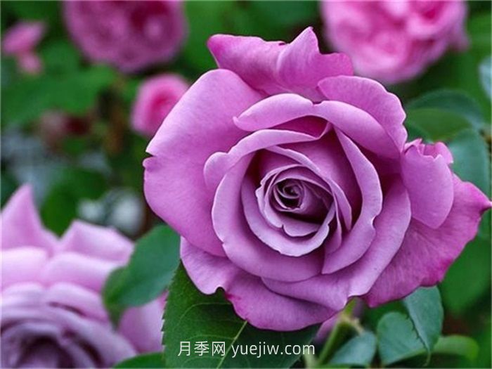 紫色月季花有哪些品種？(圖5)