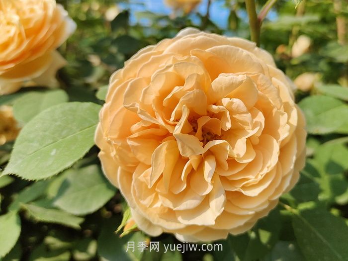 橙色月季哪個(gè)品種花大？(圖1)