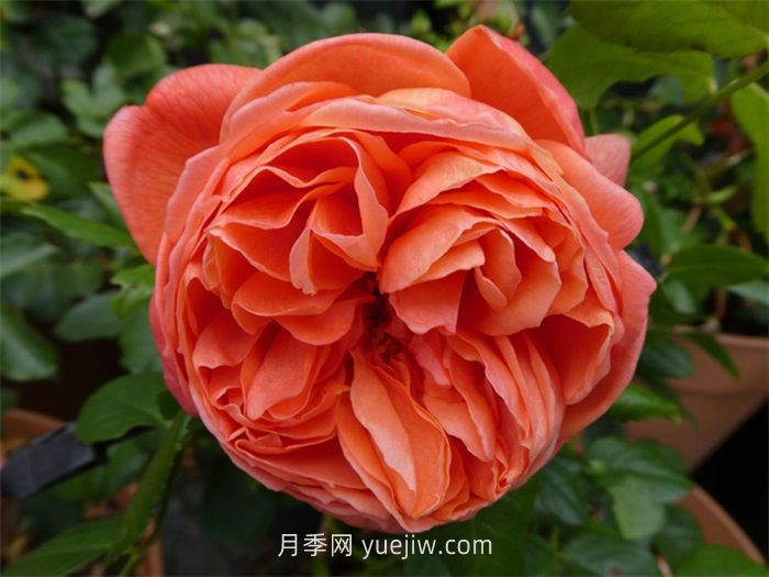 橙色月季哪個(gè)品種花大？(圖2)