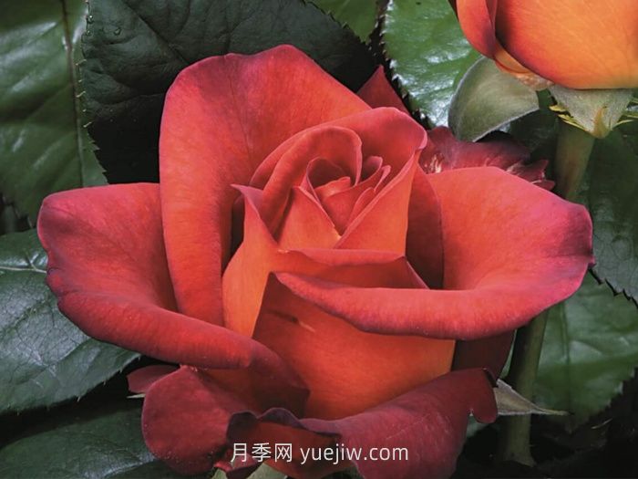 橙色月季哪個(gè)品種花大？(圖3)