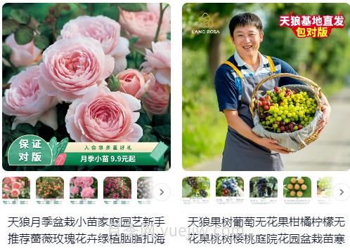  淘寶買(mǎi)月季，請推薦一些可靠的店鋪(圖1)
