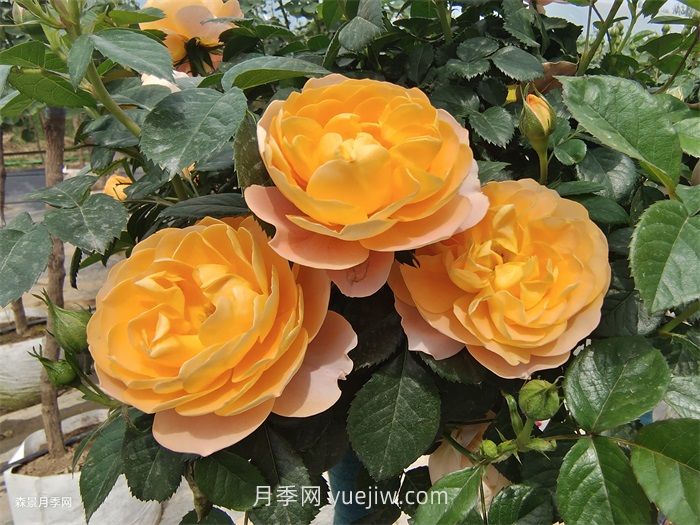 適合安徽種植的四季月季品種有哪些？(圖1)