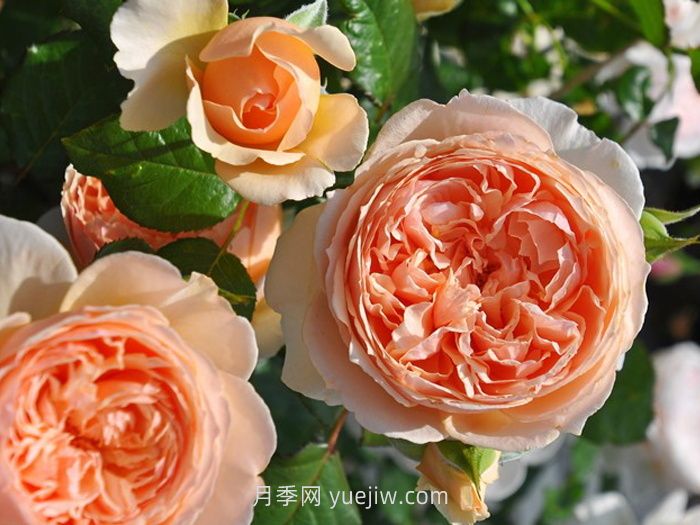 適合安徽種植的四季月季品種有哪些？(圖2)