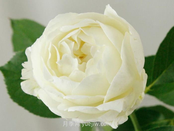 伊芙布雷琴月季介紹和優(yōu)缺點(diǎn)(圖1)