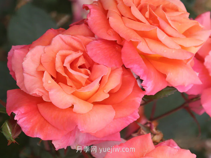 巫術(shù)月季介紹和優(yōu)缺點(diǎn)(圖1)