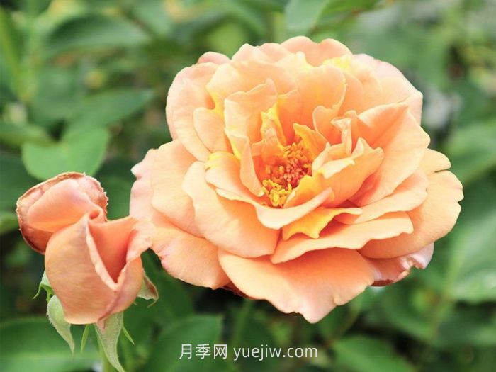 拉芬波特月季介紹和優(yōu)缺點(diǎn)(圖1)