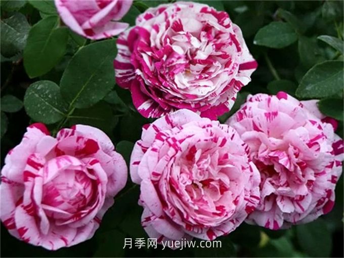 抓破美人臉月季介紹和優(yōu)缺點(diǎn)(圖1)