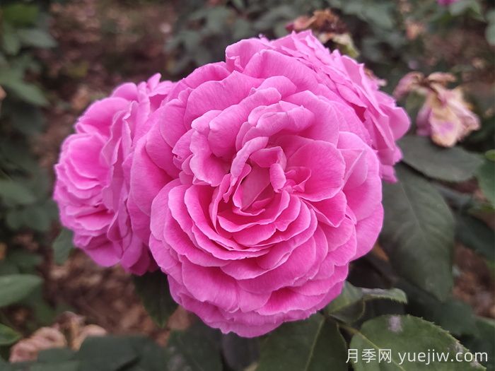 藍月亮月季介紹和優(yōu)缺點(diǎn)(圖1)