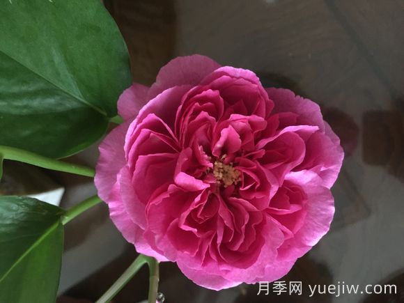 伊芙小資情調月季介紹和優(yōu)缺點(diǎn)(圖1)