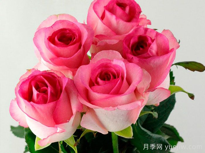 貝拉維塔月季介紹和優(yōu)缺點(diǎn)(圖1)