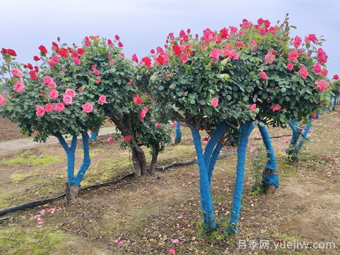 古樁月季不一樣的樹(shù)狀月季，還可以開(kāi)出各色的彩色月季樹(shù)(圖2)