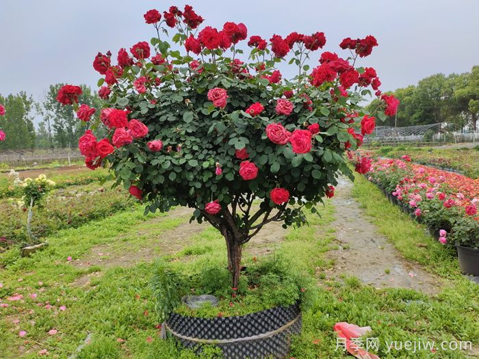 古樁月季不一樣的樹(shù)狀月季，還可以開(kāi)出各色的彩色月季樹(shù)(圖3)