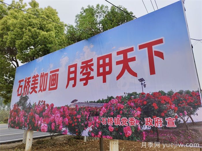 香飄九州，南陽(yáng)月季何以花滿(mǎn)天下？(圖3)