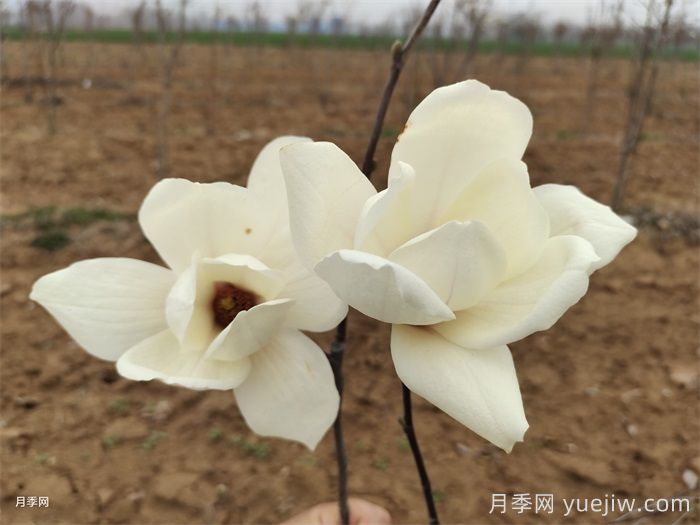 常見(jiàn)的鄉土植物匯總(圖3)