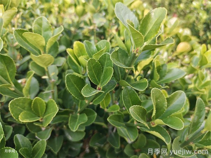 常見(jiàn)的鄉土植物匯總(圖4)