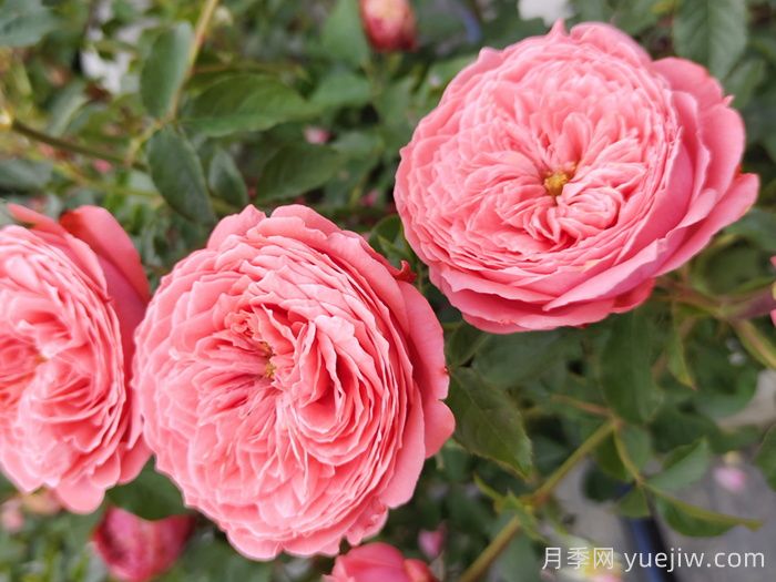 關(guān)于月季花顏色寓意，你不知道的花語(yǔ)(圖2)