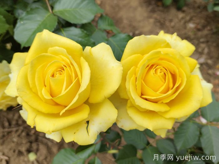 關(guān)于月季花顏色寓意，你不知道的花語(yǔ)(圖3)