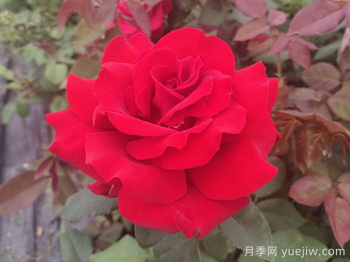 關(guān)于月季花顏色寓意，你不知道的花語(yǔ)(圖1)