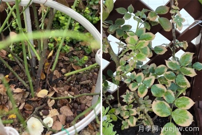 夏天月季經(jīng)常黑桿黃葉，3個(gè)方面來(lái)解決(圖2)