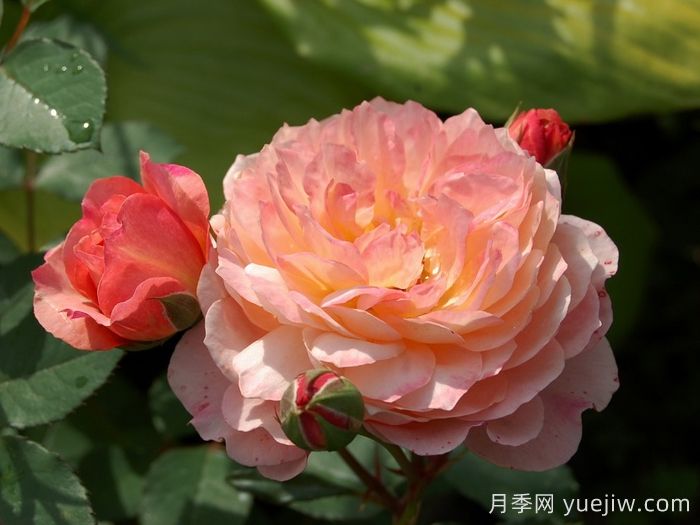 安德烈杜加德月季介紹和優(yōu)缺點(diǎn)(圖1)