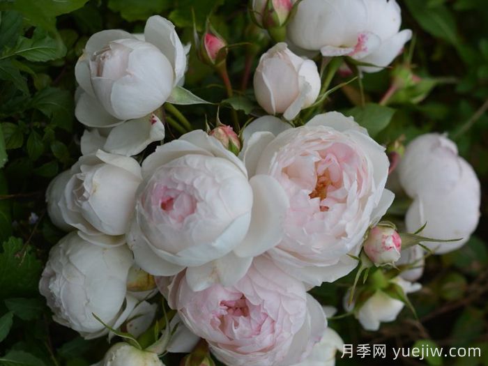 小抒情曲月季介紹和優(yōu)缺點(diǎn)(圖1)