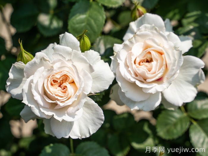剪秋水月季介紹和優(yōu)缺點(diǎn)(圖1)