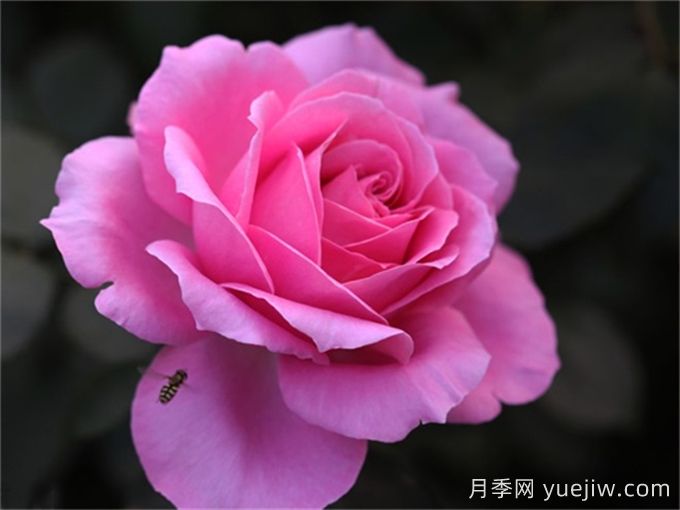 醉紅顏月季介紹和優(yōu)缺點(diǎn)(圖1)