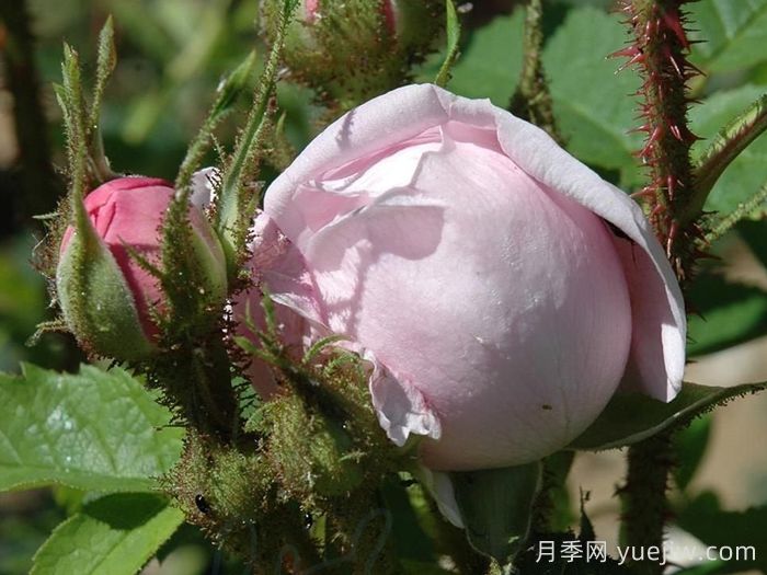 路易斯雷爵夫人月季/路易斯萊維克夫人(圖2)