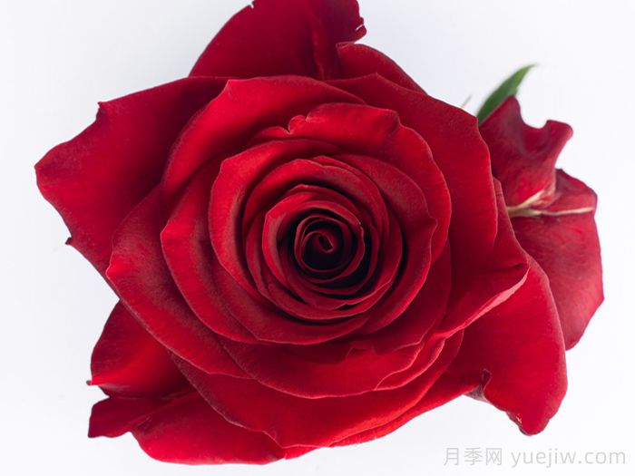 斯卡拉塔月季/斯嘉麗(圖1)