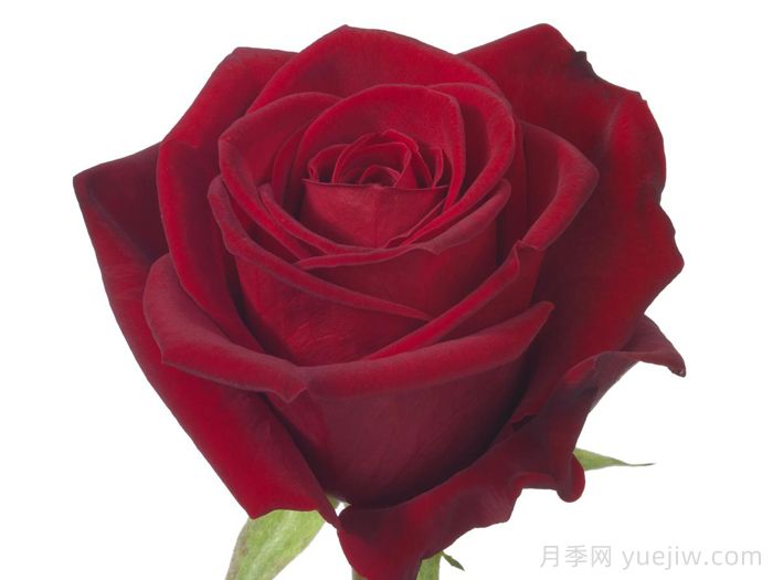 斯卡拉塔月季/斯嘉麗(圖2)
