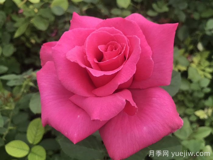 花木蘭月季(圖1)