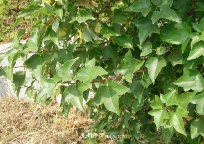 三角楓盆景的制作技術(shù)要點(diǎn)與養護(圖1)
