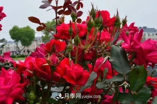 北方地區月季冬季養護技術(shù)(圖1)