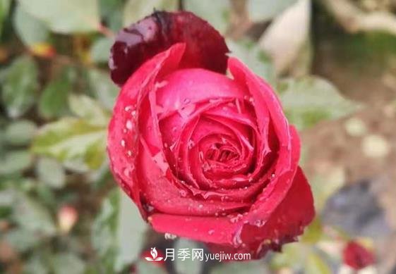 寒冬冰封時(shí) 猶有抱枝香 南陽(yáng)月季何以花開(kāi)四季？(圖1)
