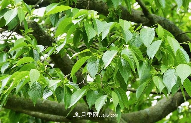 杜仲，可以在北方種植的珍貴樹(shù)種苗木(圖1)