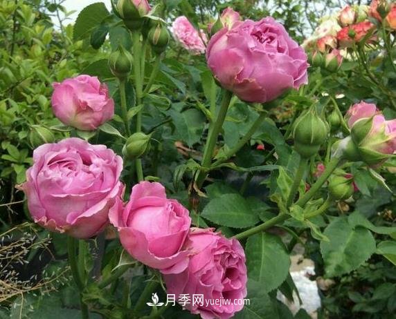 紫霧泡泡月季推薦，花色更是吸引人(圖2)