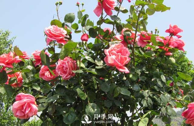月季花的種植方法 月季花怎么養護(圖1)