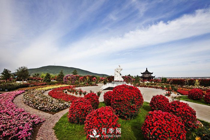 南陽(yáng)月季產(chǎn)業(yè)6大發(fā)展優(yōu)勢(圖3)