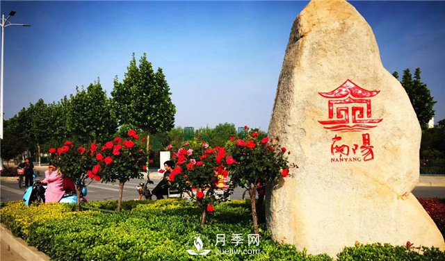 園林綠化中常用的南陽(yáng)月季規格大概有哪些？(圖1)