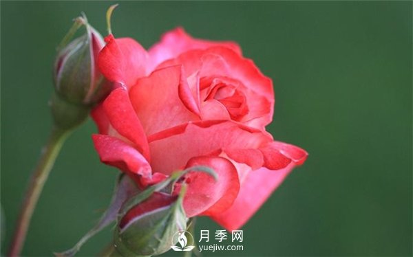 月季進(jìn)入花期前的關(guān)鍵養護期 做好三點(diǎn) 4月花苞開(kāi)到爆(圖1)