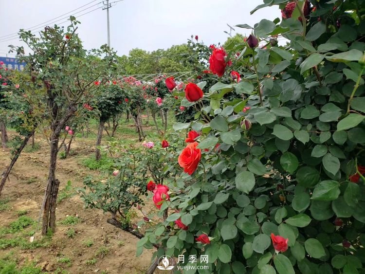 一月份園林工程月季養護管理技術(shù)要點(diǎn)(圖1)