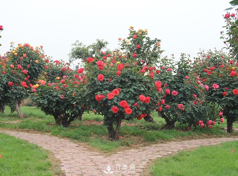 古樁月季樹(shù)不僅觀(guān)賞性強更價(jià)格不菲(圖1)
