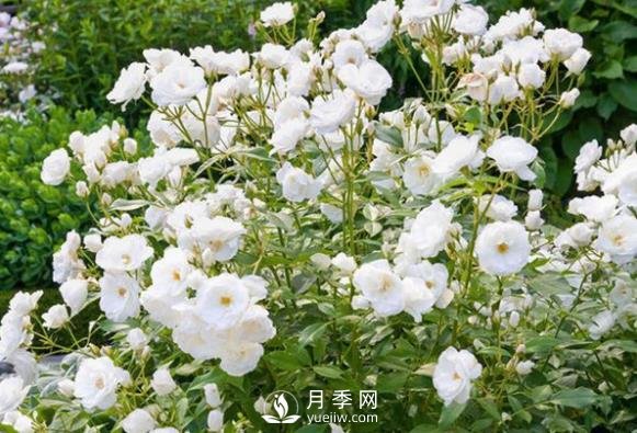 為何豐花月季深受工程采購的青睞？(圖1)