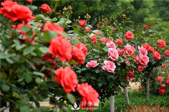 緋扇開(kāi)花時(shí)美爆了，還用于嫁接月季樹(shù)(圖2)