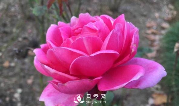 月季花如何舒蕾？(圖1)