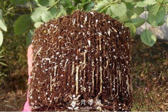 月季如何養根？(圖1)